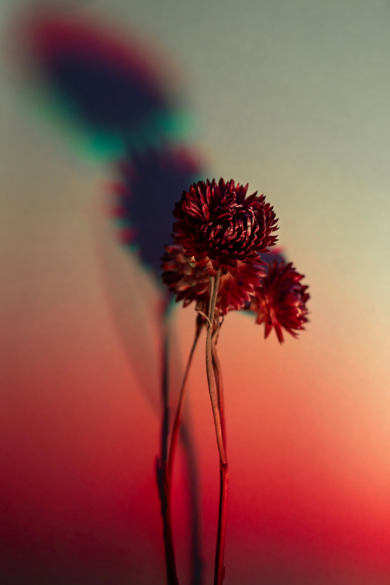 Red flowers lit against a pale wall, with an enlarged soft shadow and red, green, and blue color fields.